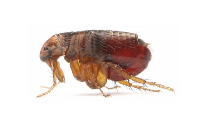 pest control lexington sc _0000_fleas