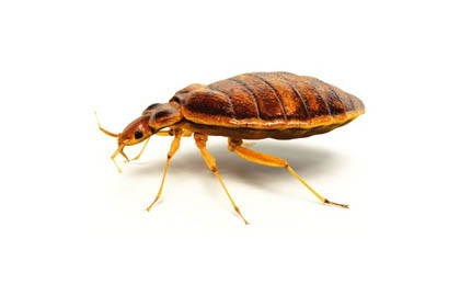 pest control lexington sc _0001_bed bugs