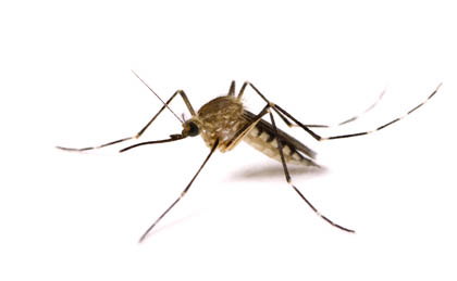 pest control lexington sc _0004_mosquito